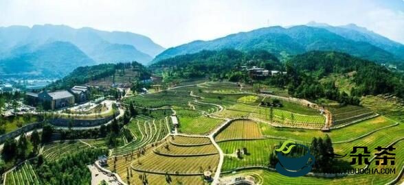 种植、加工、茶旅融合雨城藏茶产业全产业链成型