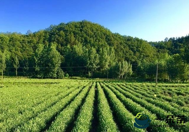 商南县聚力打造“生态茶城”！