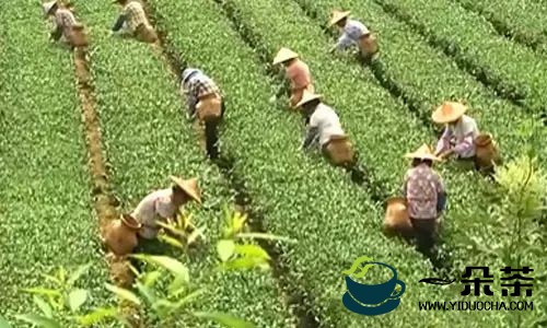 安溪：铁观音秋茶上市 畅通销售渠道助茶农增收