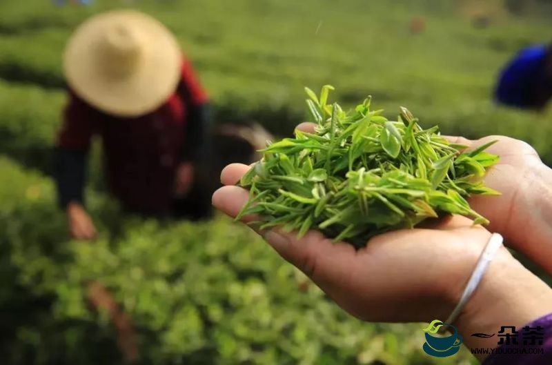 宜昌：全市茶叶产业链建设座谈会召开，传递出这些信息……