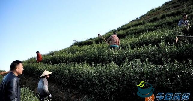 新田欧西湖：把白茶产业做大做强 让荒山变成“绿色银行”