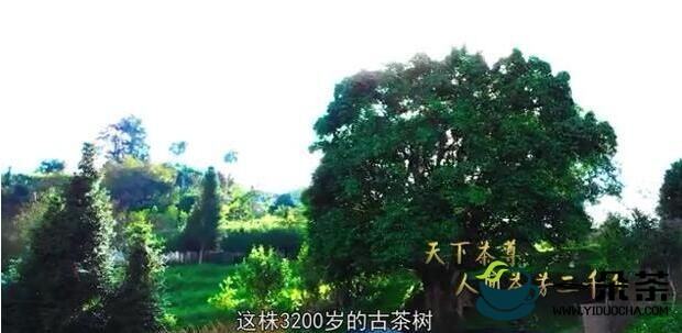 3200岁的古茶树长在云南凤庆的锦秀村