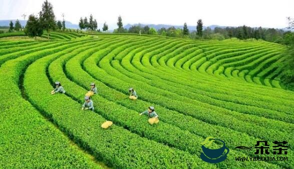 黄茶生产基地！广元旺苍黄茶茶园面积今年底将达4.1万亩