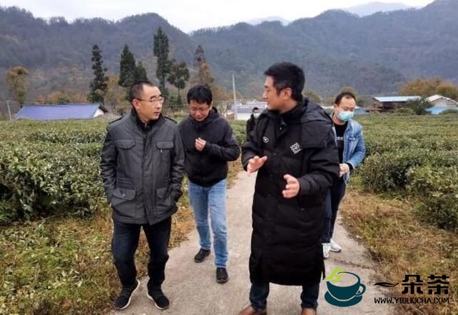 刘学强等县领导调研新茶乡产业发展