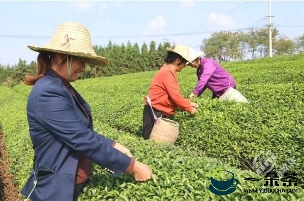 赤壁：打造青砖茶标准体系推动茶产业健康可持续发展