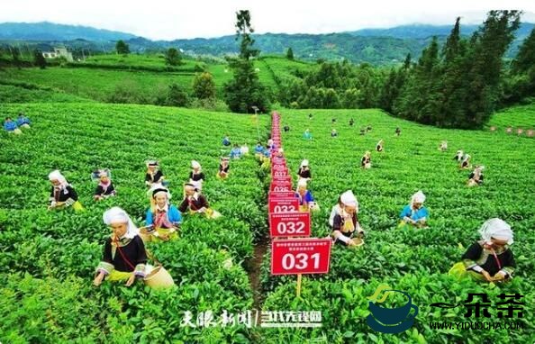 普安茶产业打造“再下一城”：宏鑫茶业跻身“国家重点龙头企业”