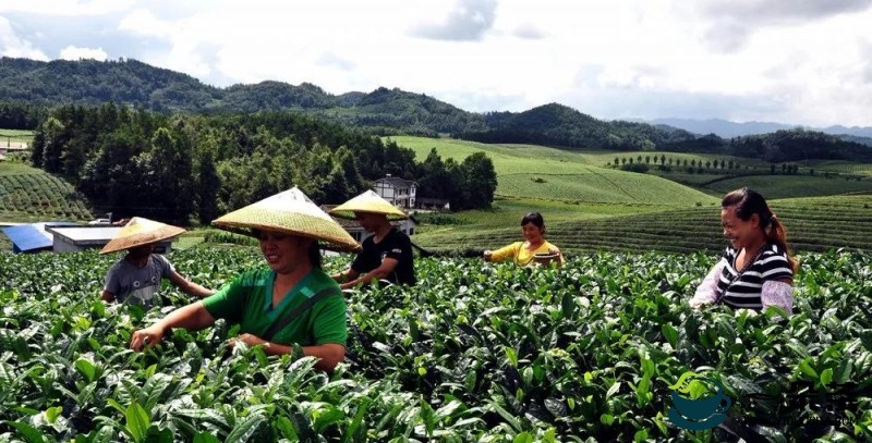 推动茶产业发展！湄潭1.2万亩欧盟有机茶园建设再出发