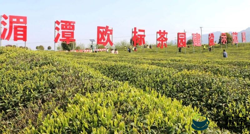 湄潭1.2万亩欧盟有机茶园建设进行时