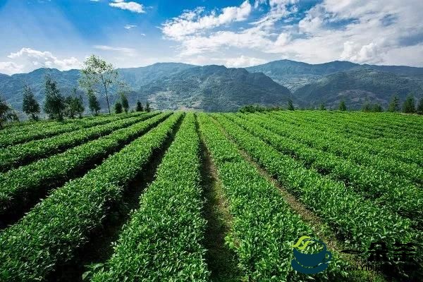 传承千年藏茶文化，重振荥经高山有机 荥经县茶产业的新时代新发展