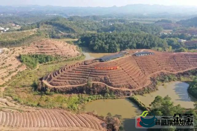 藤县：今冬明春计划种植六堡茶面积1.2万亩