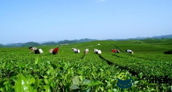 茶产业闯出一片天，湄潭为县域特色产业发展带来五大经验启示