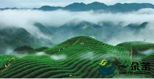 5年内茶叶全产业链产值突破1500亿元促进美丽茶乡全面发展