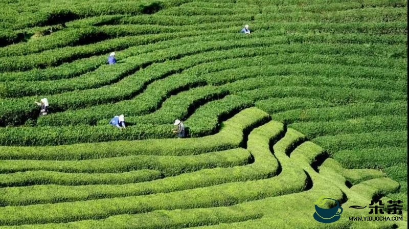7583吨干净黔茶销往30多个国家和地区