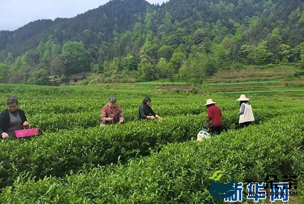 重庆秀山县：一片茶叶香飘边城 绿色产业助力乡村振兴