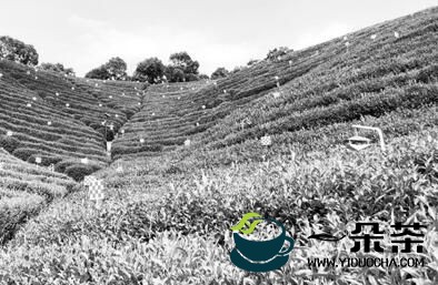杭州西湖区：生物技术成茶产业提质“金钥匙”