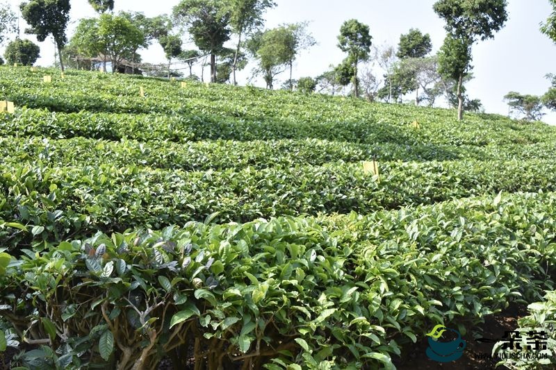 7个茶叶基地入选  100个全国种植业“三品一标”基地