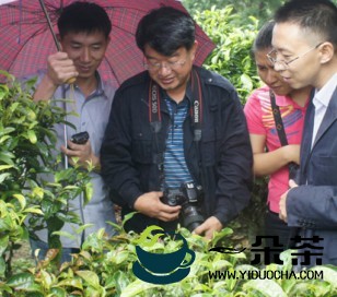 勐海县格朗和乡邀请专家“会诊”茶叶病虫害(勐海格朗和乡)