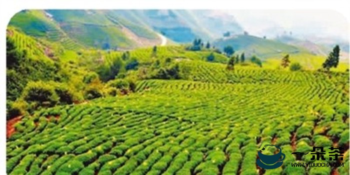 2022年 贵州茶产业需要做这些工作~