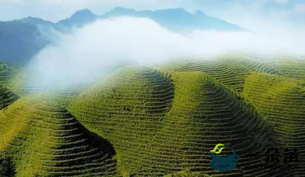 虢正贵在古丈县调研时强调：以茶兴业以茶富民 以产业兴旺带动乡村振兴