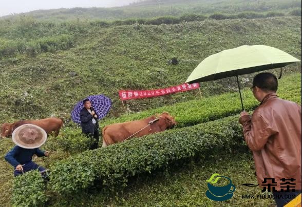 2014年江西省茶树主要病虫害发生趋势预报(茶叶病虫害种类及防治)