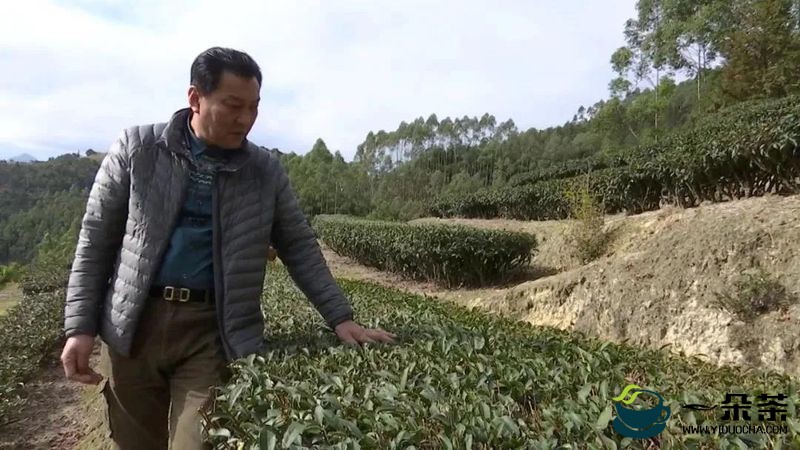 福建省级高层次人才朴泫洙：融入长泰山水间 制作世界级好茶