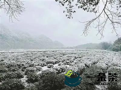 连续低温降雨降雪，西湖龙井茶还好吗？
