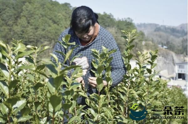 大普村：明前春茶开采忙 壮大集体经济有盼头