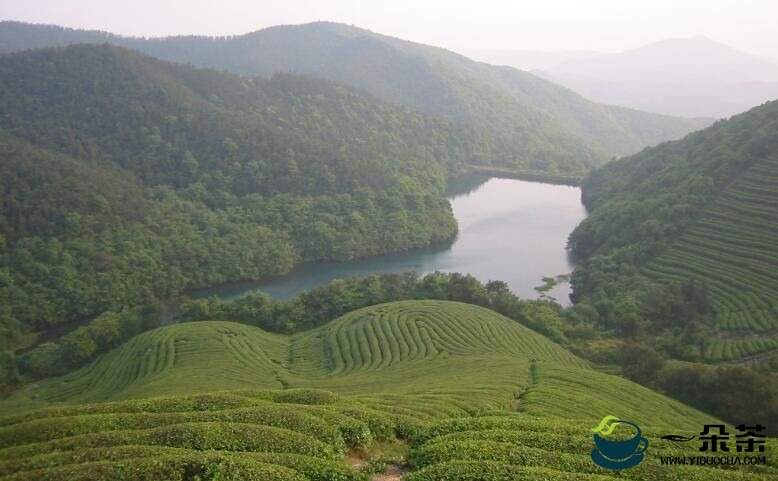 春茶采摘在即 宁波福泉山茶场全力备战春茶生产