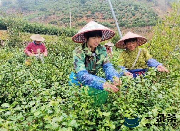 开化县池淮镇：2022年春茶陆续开采