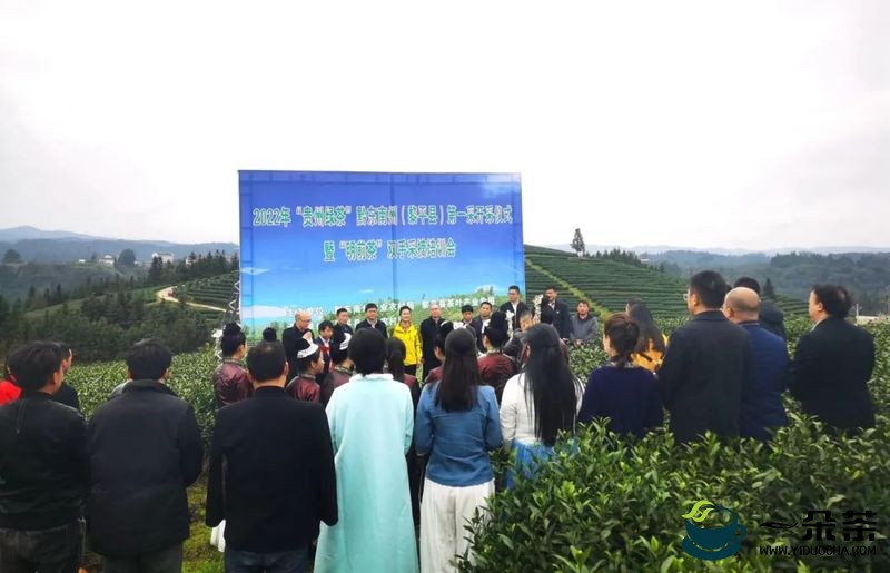 春日采茶忙！ 黔东南黎平县开启2022年“贵州绿茶”第一采