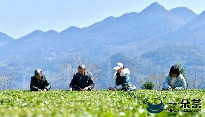 湖北、广西、浙江：春茶萌芽 采摘茶叶供应市场