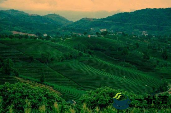 省政协赴普洱市开展普洱茶产业发展调研