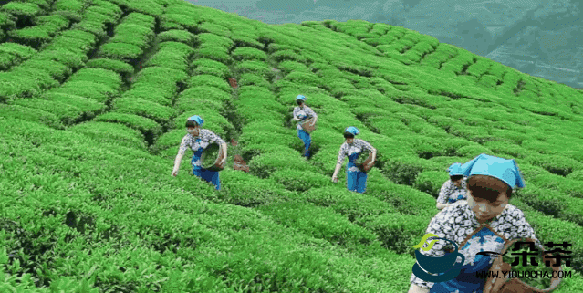 2022中国农民丰收节“安康富硒茶·陕茶一号”汉滨春茶开园活动即将隆重举办