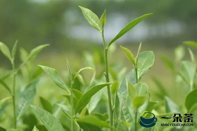 大佛龙井：春茶上市晚了点，品质好了点，每斤干茶上涨100元左右