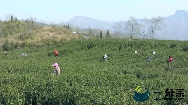 安龙龙山镇：4800亩春茶开采