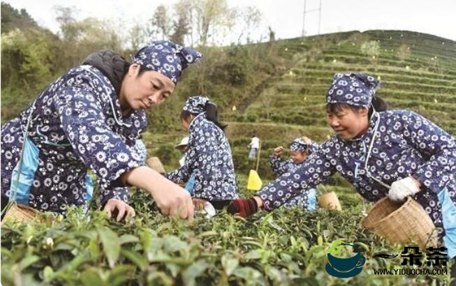 重庆涪陵区：万亩茶园吐新芽 春茶飘香采摘忙