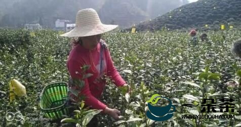 休宁春茶陆续采摘 鲜叶价格每公斤120-160元