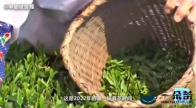 柳州市：一斤2万元！春茶价格上涨30%