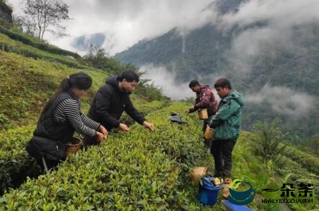 西藏墨脱：茶园吐新绿 春茶采摘忙