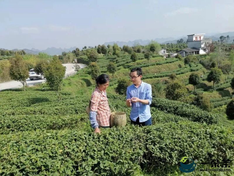贵州省春茶安全生产指导服务组走进茶乡服务春茶生产