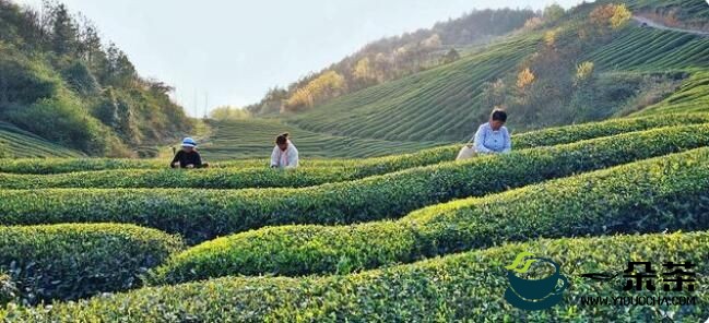 德江： 16万亩春茶陆续开采 产量将达到670吨