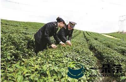 2022年前两月杭州茶叶出口1.2亿元