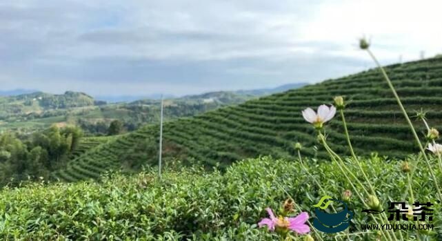 宁德发力茶科技创新 茶产业链产值突破200亿元