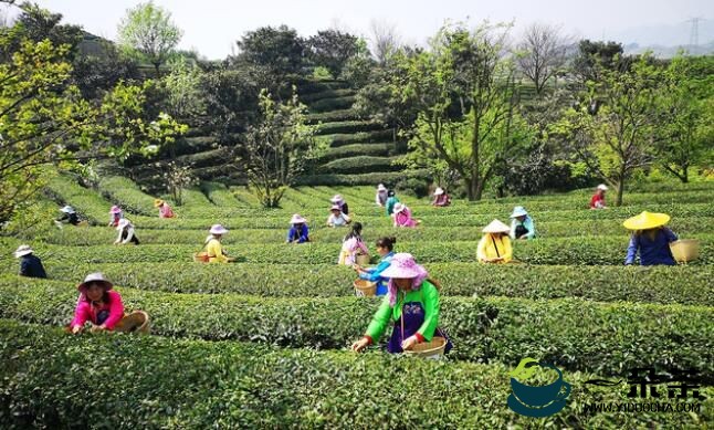 平坝区白云镇：2000亩春茶开采