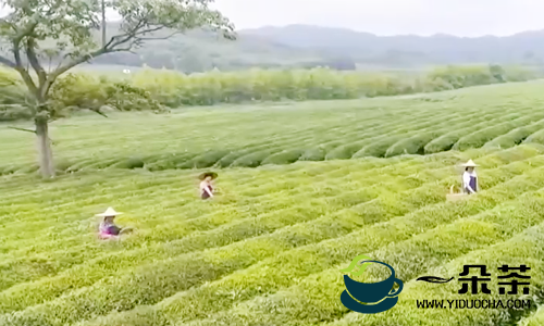 婺源：春茶全面开采 产量价格均有提高