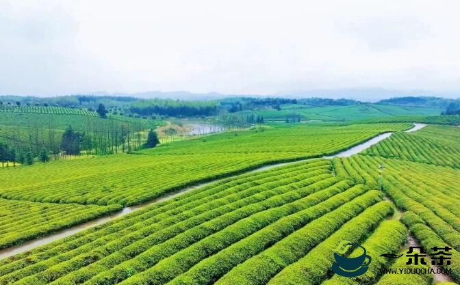 湖北咸宁：茶产业综合产值达130亿元