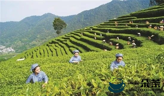 广东春茶已陆续上市 茶农抢采“明前茶”