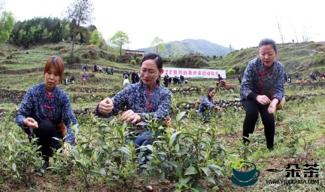 青川白茶正式上市今年将再种1700亩白茶