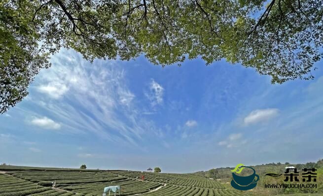 武汉西湖区：茶厂变景区 助力乡村振兴