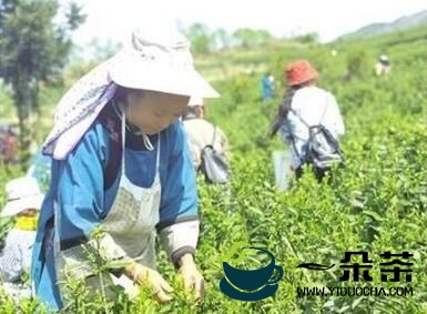 盘州市保基乡：大力发展茶产业助力乡村振兴